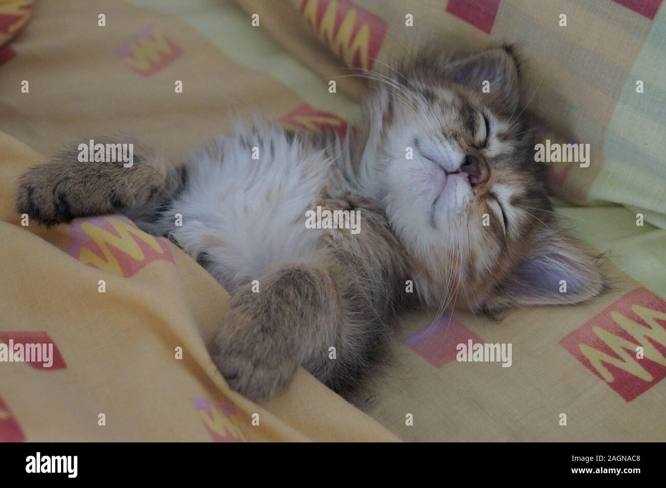 Sleppy kitty Stock Photo