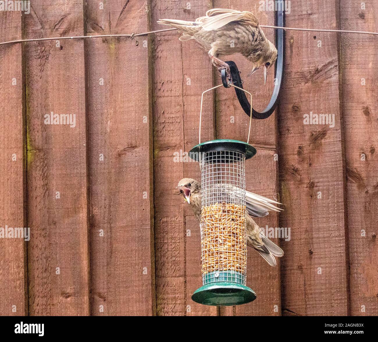 Starling birds eat from a bird feeder in a typical garden, in the
