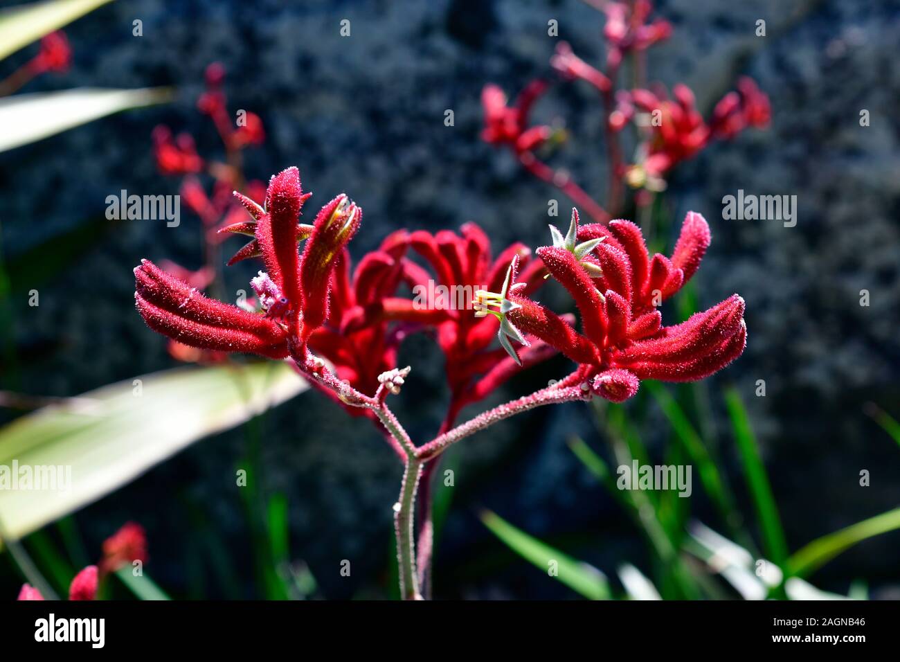 Australia, blooming kangaroo paw plant Stock Photo Alamy