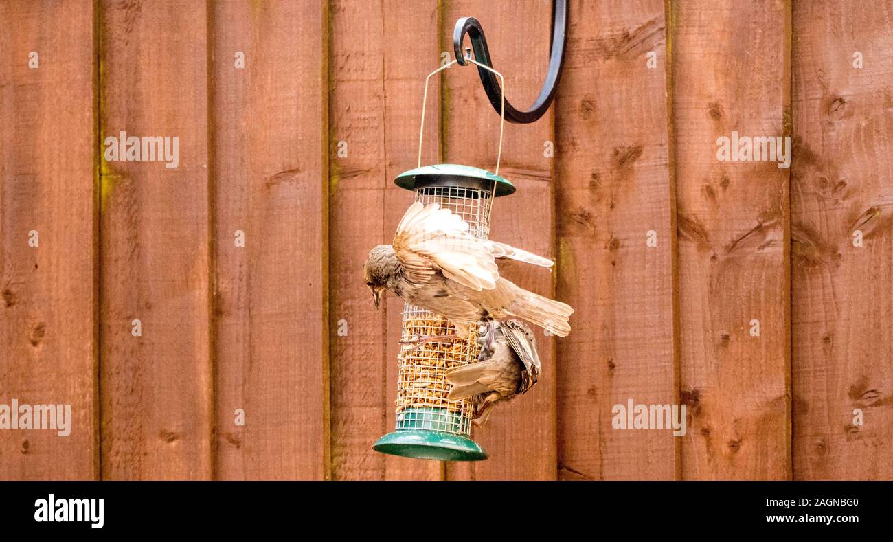 Starling birds eat from a bird feeder in a typical garden, in the