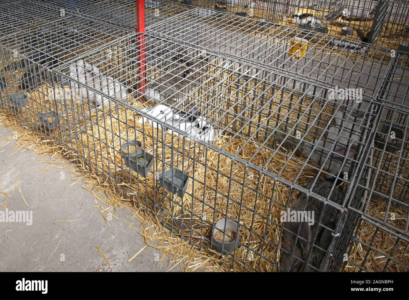 Rabbits in Wire Cages at Animal Farm Stock Photo Alamy