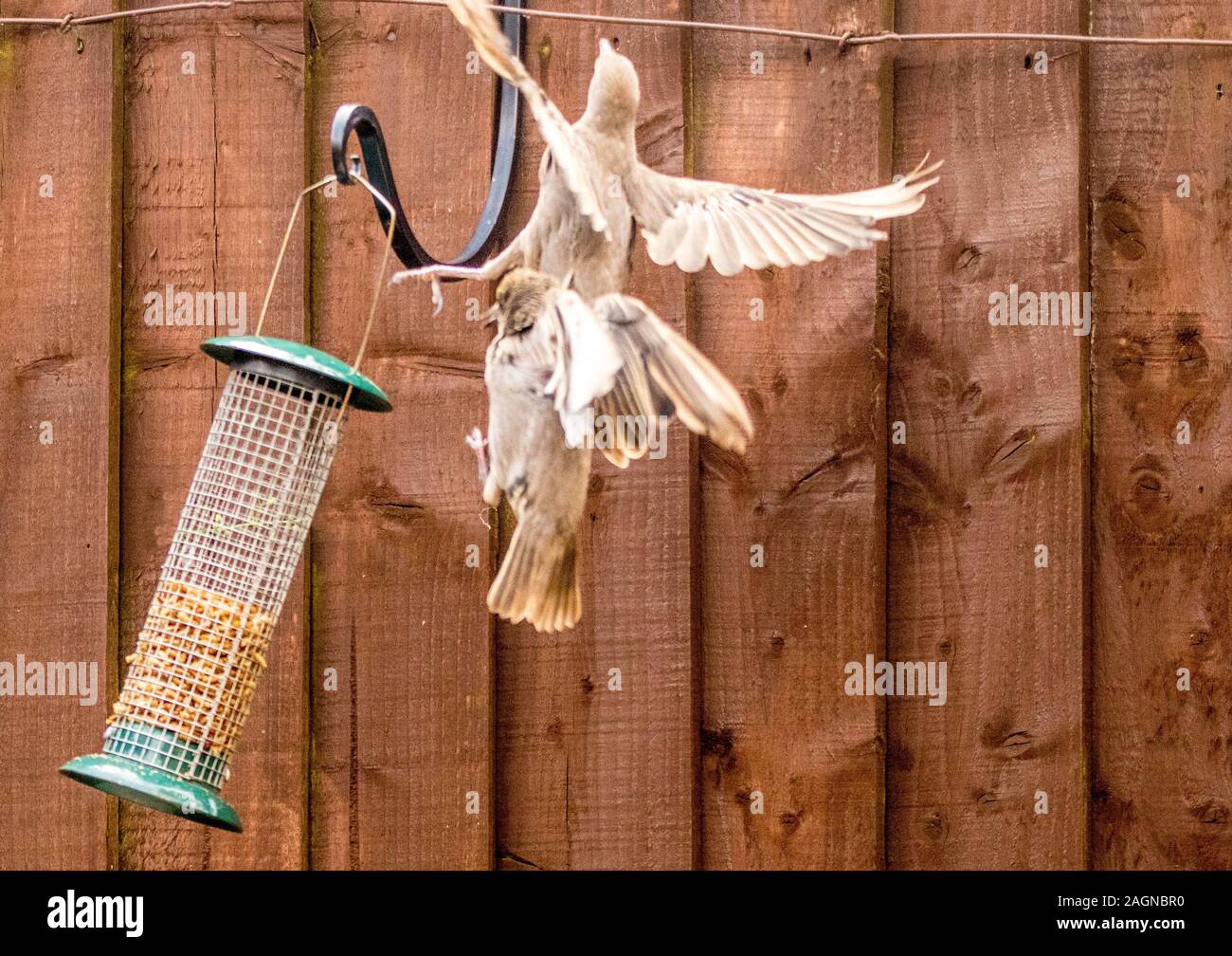 Starling birds eat from a bird feeder in a typical garden, in the
