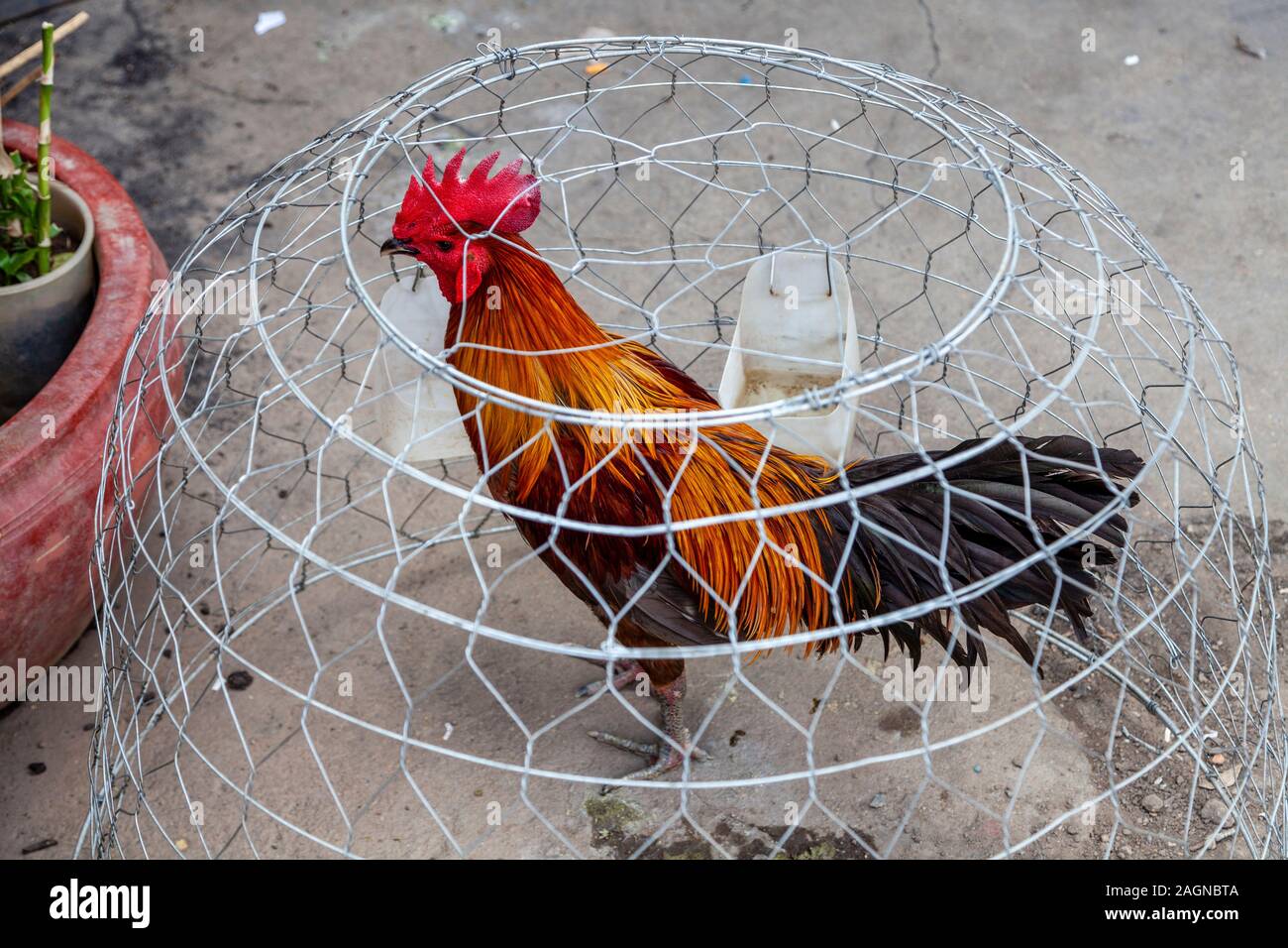 A Chicken/Cockerel Under A Wire Cage In The Street, Phnom Penh, Cambodia. Stock Photo