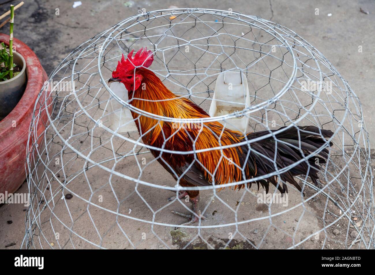 A Chicken/Cockerel Under A Wire Cage In The Street, Phnom Penh, Cambodia. Stock Photo