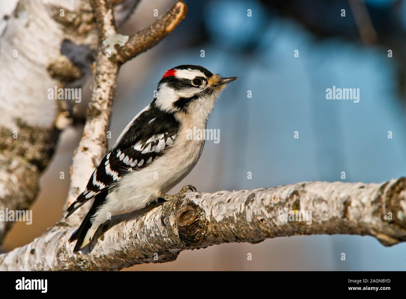 Downy Woodpecker Stock Photo