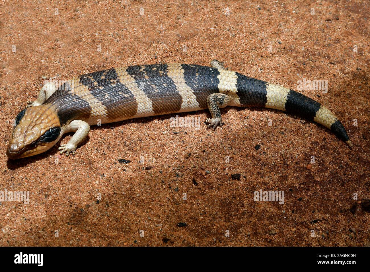 Australia, blue-tonged lizard Stock Photo
