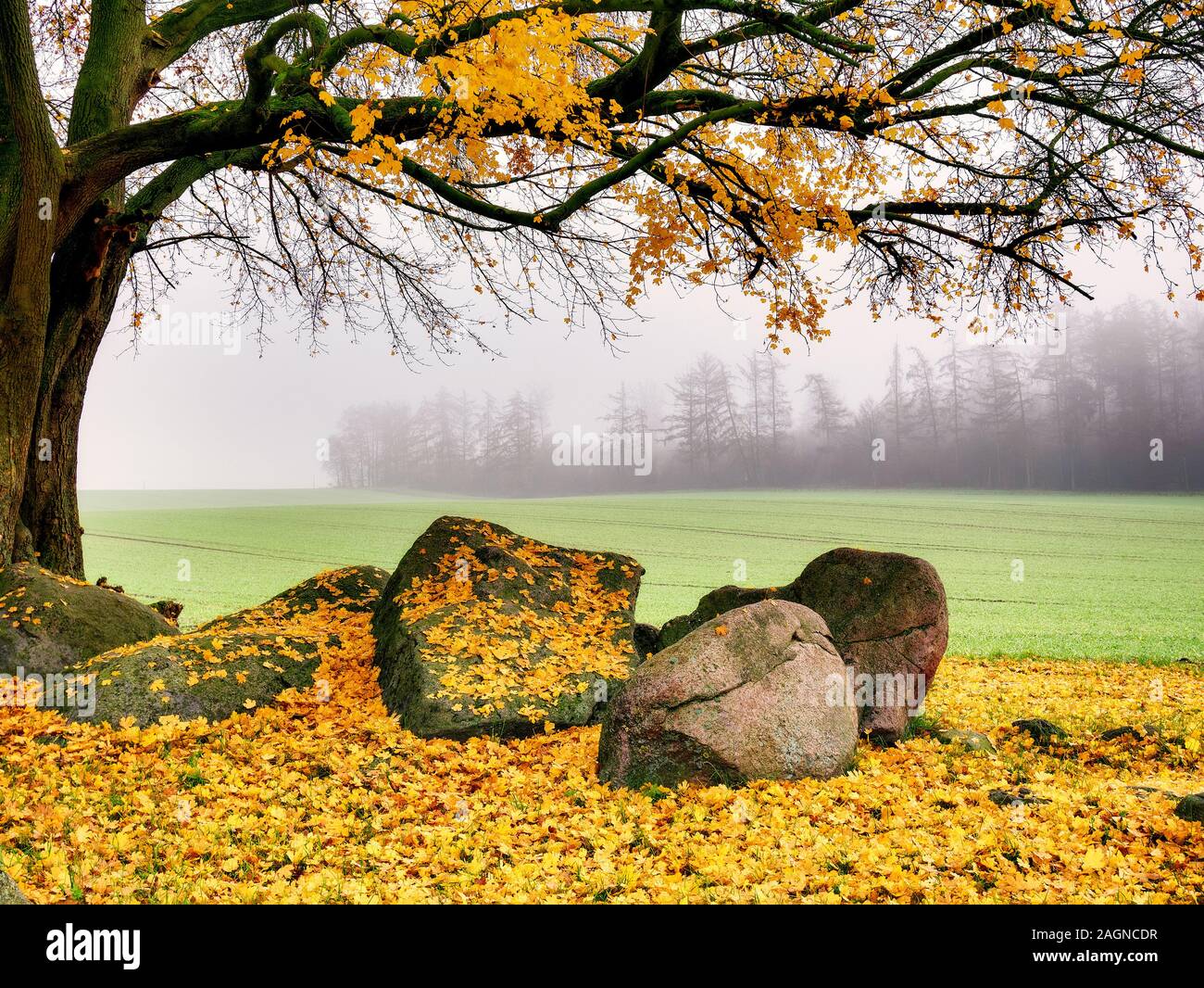 Autumnal scene at Oestringer Steine Boulders and Dolmen in Nettetal Valley, Osnabrueck, Germany Stock Photo