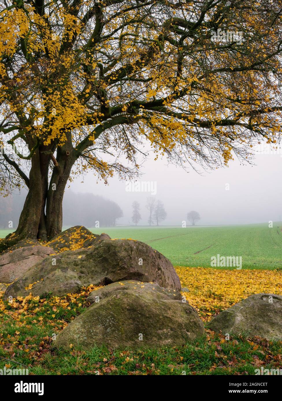 Autumnal scene at Oestringer Steine Boulders and Dolmen in Nettetal Valley, Osnabrueck, Germany Stock Photo