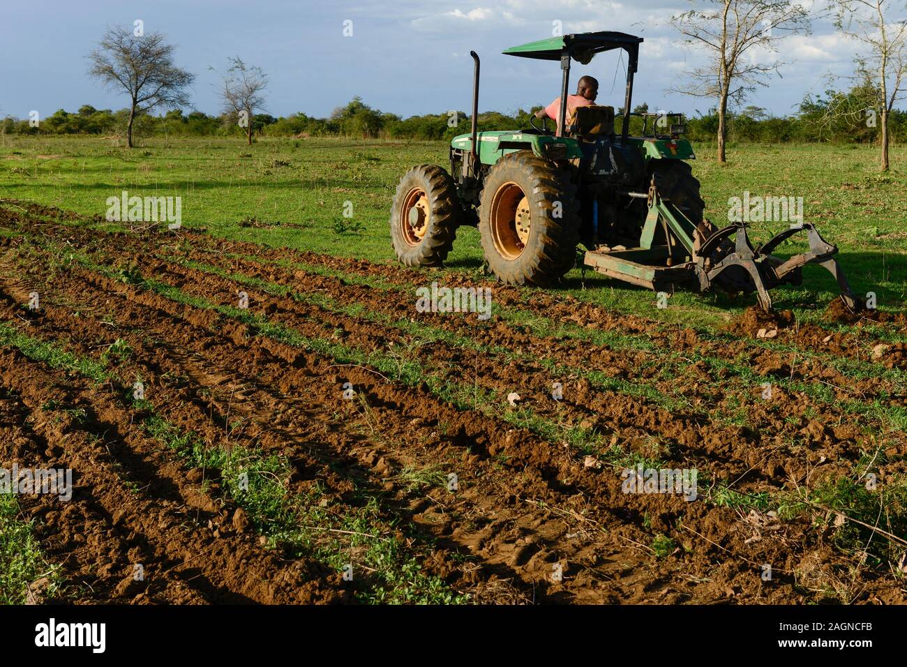 ZAMBIA, Mazabuka, medium scale farmer practise conservation farming, ripping furrows with John deere Tractor to sow cotton seeds, ripping protects the soil instead of ploughing Stock Photo