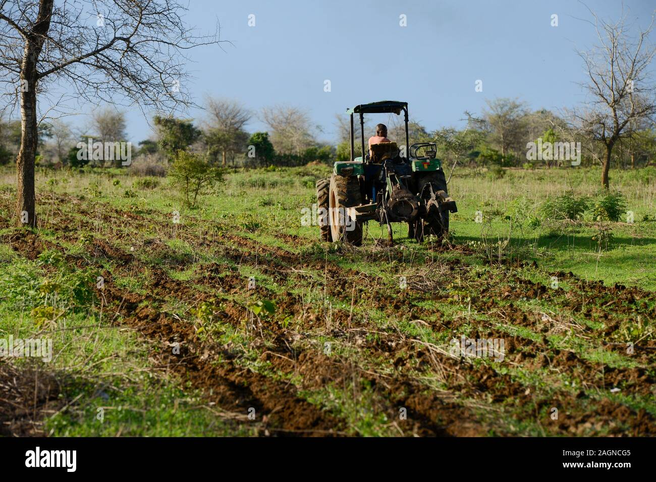ZAMBIA, Mazabuka, medium scale farmer practise conservation farming, ripping furrows with John deere Tractor to sow cotton seeds, ripping protects the soil instead of ploughing Stock Photo