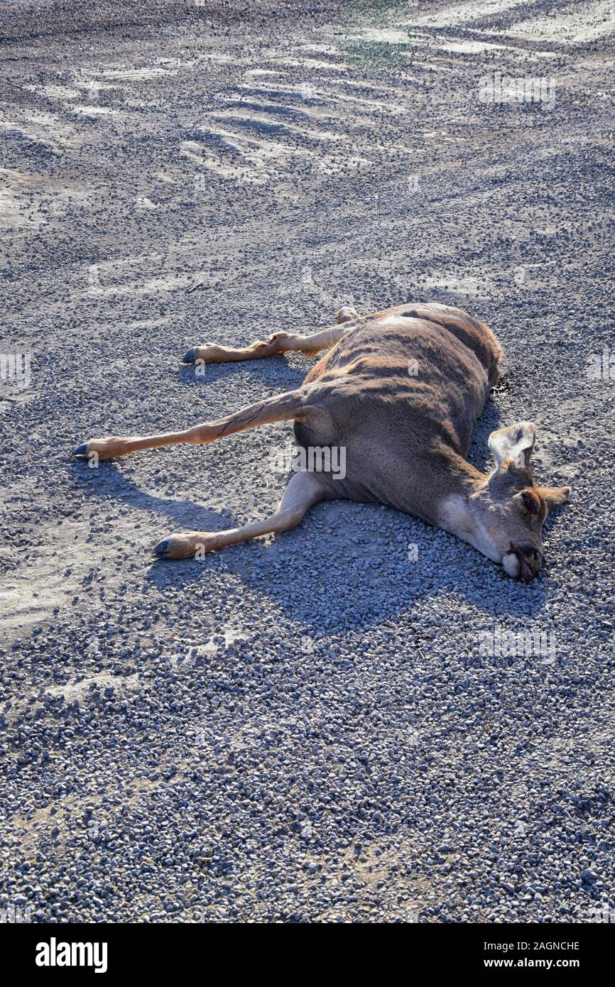 Deer Car Crash Stock Photos & Deer Car Crash Stock Images Alamy