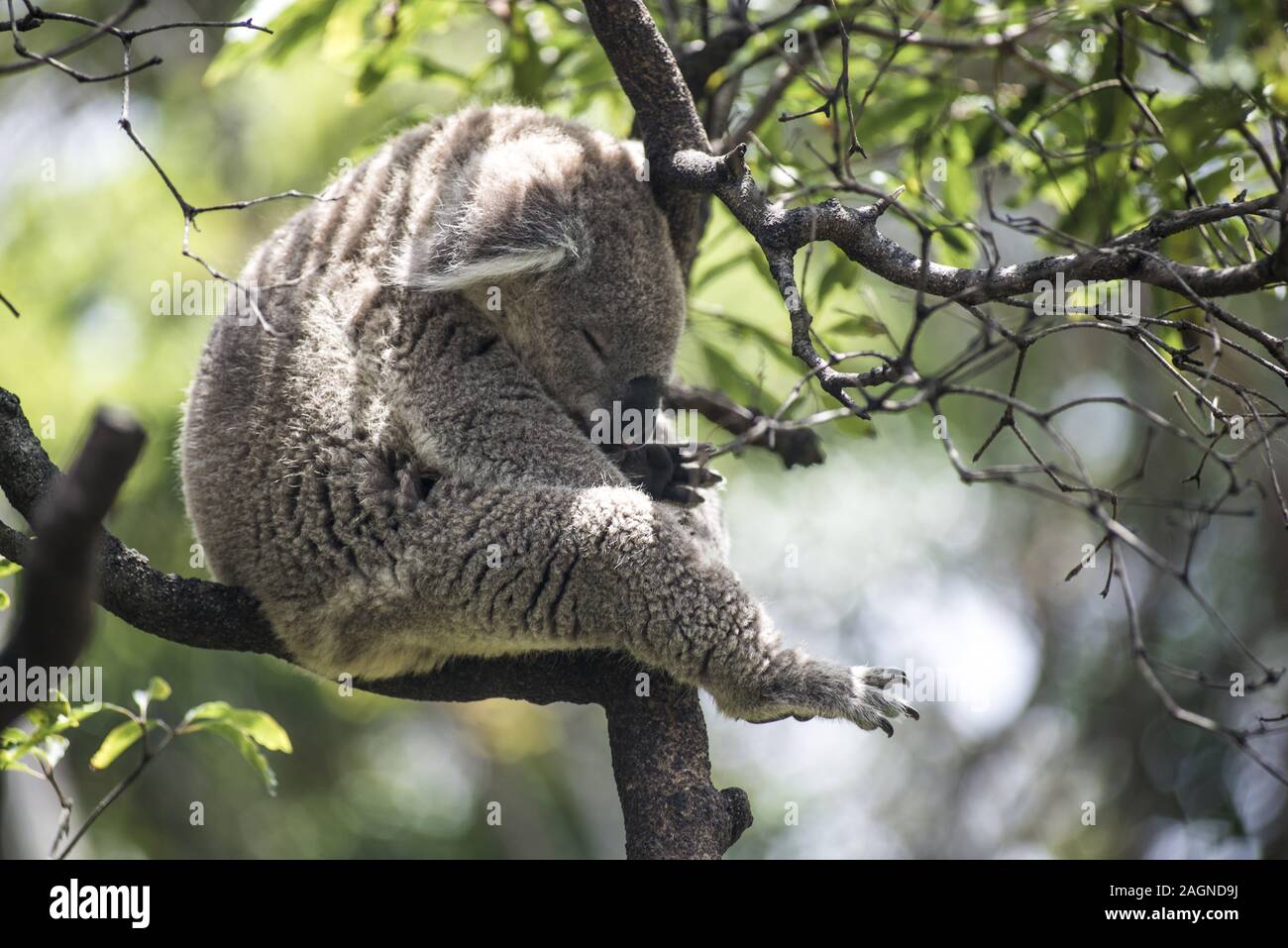 Cute sleeping koala on a branch of a tree Stock Photo