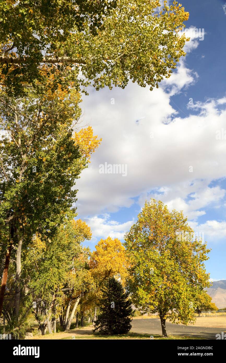 display of fall colors at a local park  in  Bishop, California on a peaceful day. Stock Photo