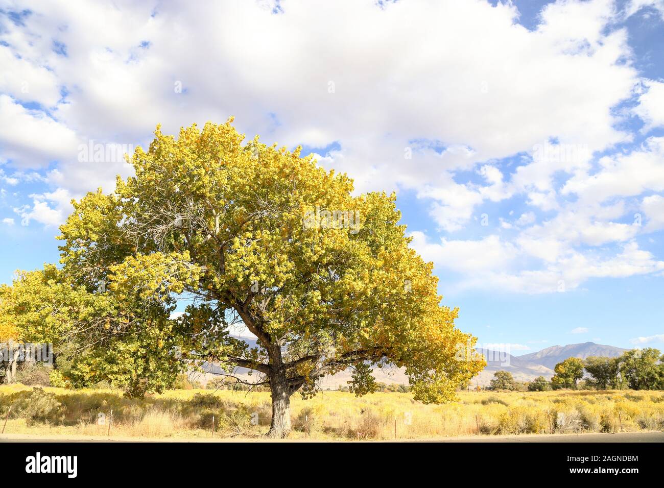 A large tree showing fall colors along the roadside in Bishop, California on a peaceful day. Stock Photo