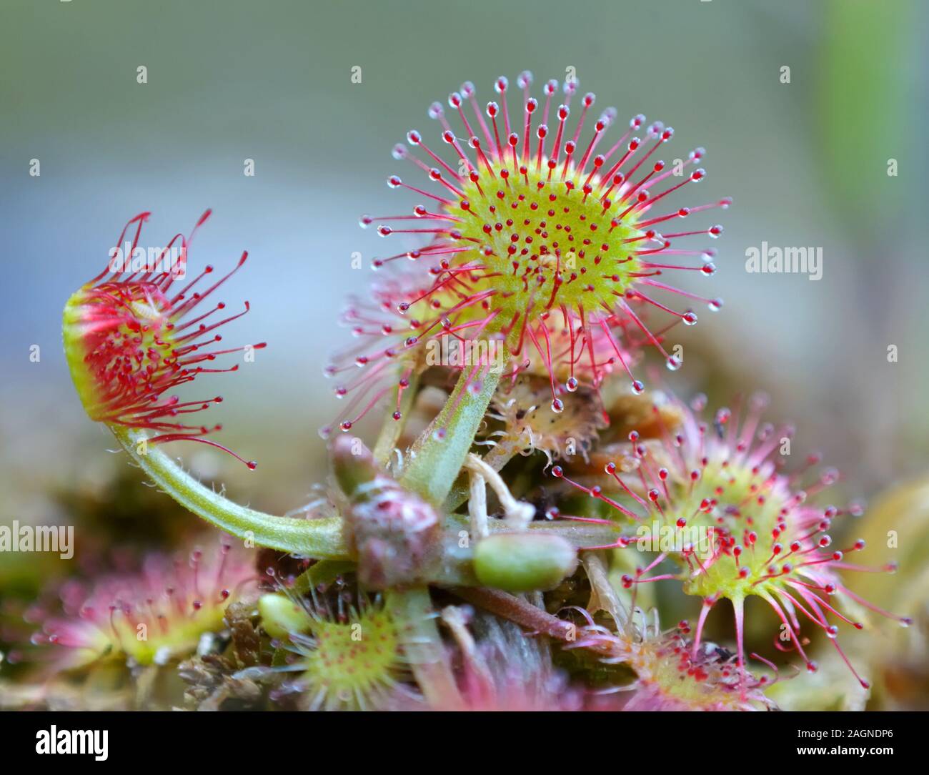 Drosera rotundifolia (the common sundew or round-leaved sundew) is a species of sundew, a carnivorous plant often found in bogs, marshes and fens. Stock Photo