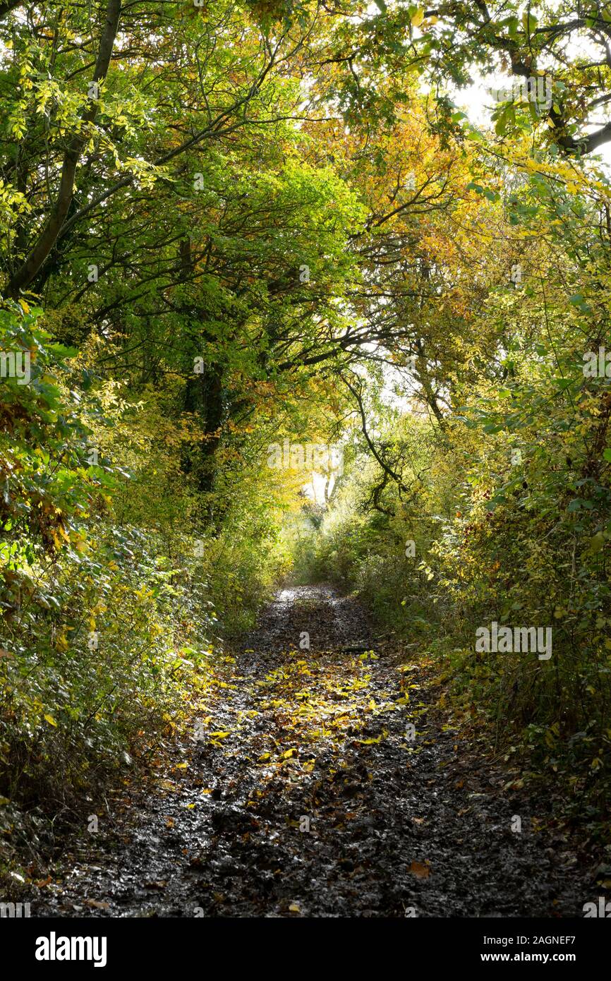 Autumn Woodland Path - Cotswolds, England, UK Stock Photo