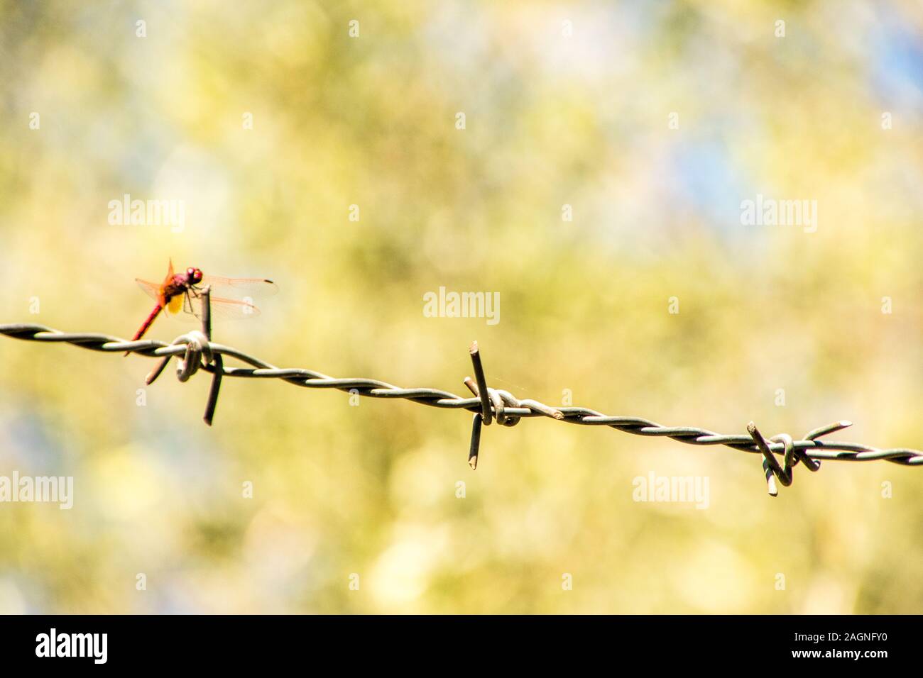 A beautiful Red Dragonfly sitting on a strip of barbed wire Stock Photo ...