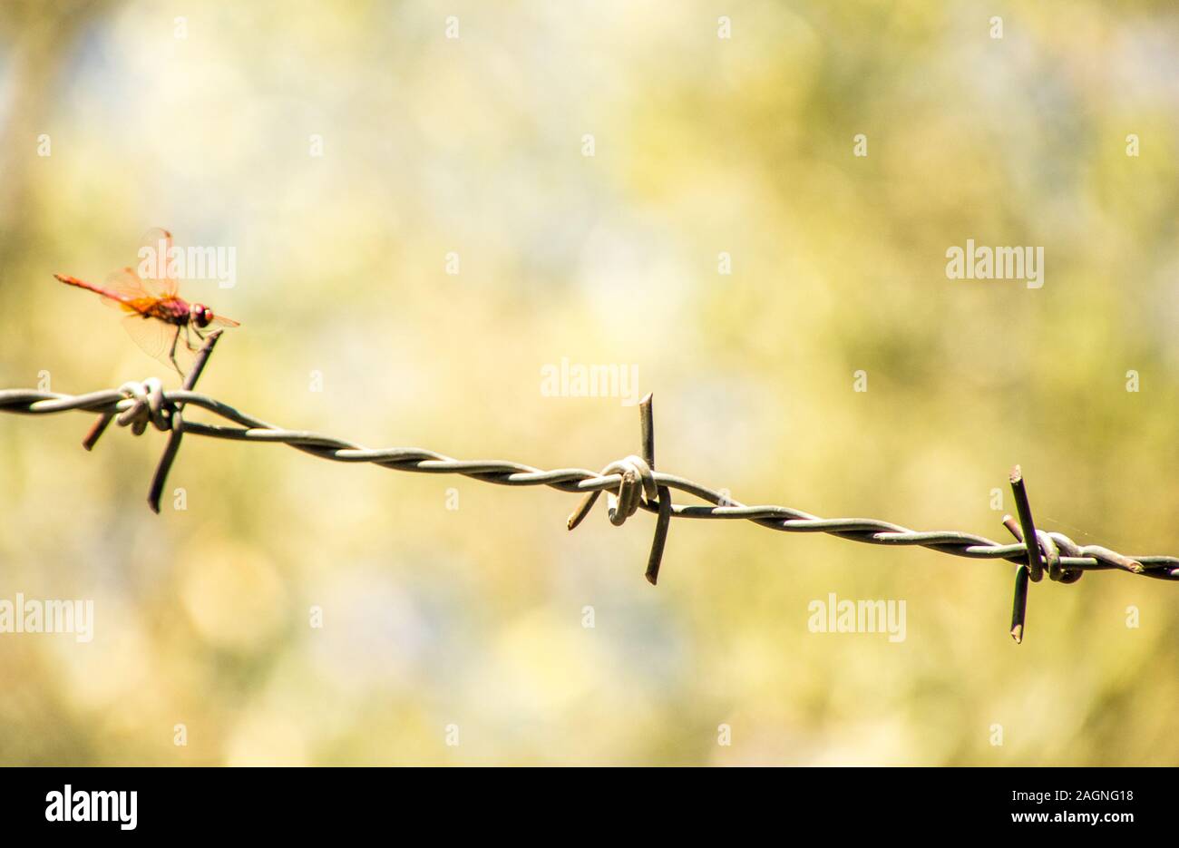 A beautiful Red Dragonfly sitting on a strip of barbed wire Stock Photo ...