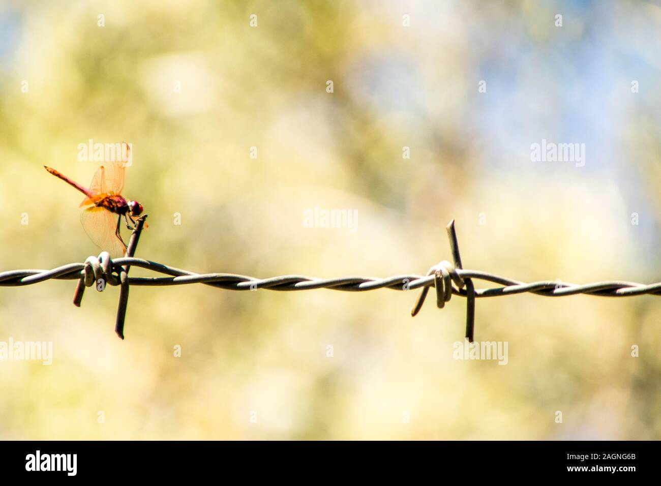 barb wire strip