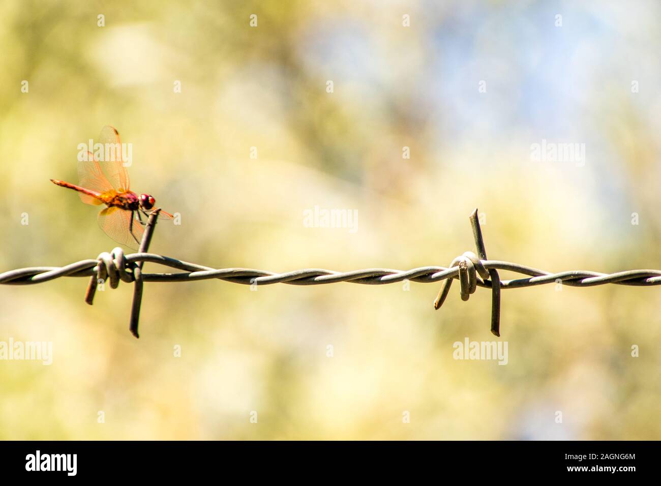 A beautiful Red Dragonfly sitting on a strip of barbed wire Stock Photo ...