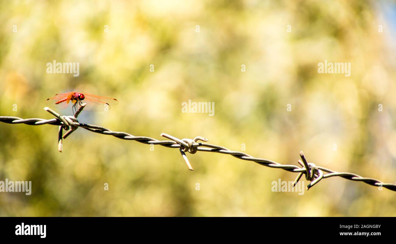 A beautiful Red Dragonfly sitting on a strip of barbed wire Stock Photo ...