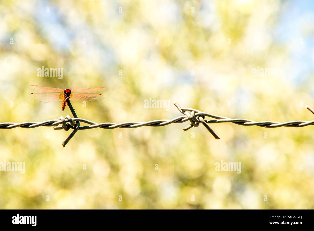 A beautiful Red Dragonfly sitting on a strip of barbed wire Stock Photo ...