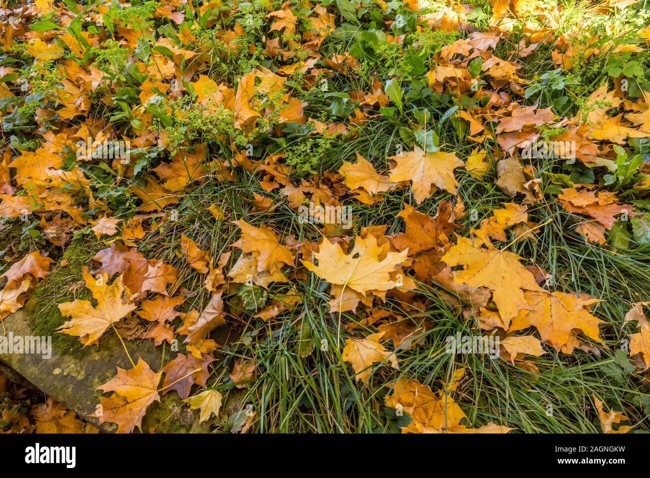 Fallen hi res hi-res stock photography and images - Alamy