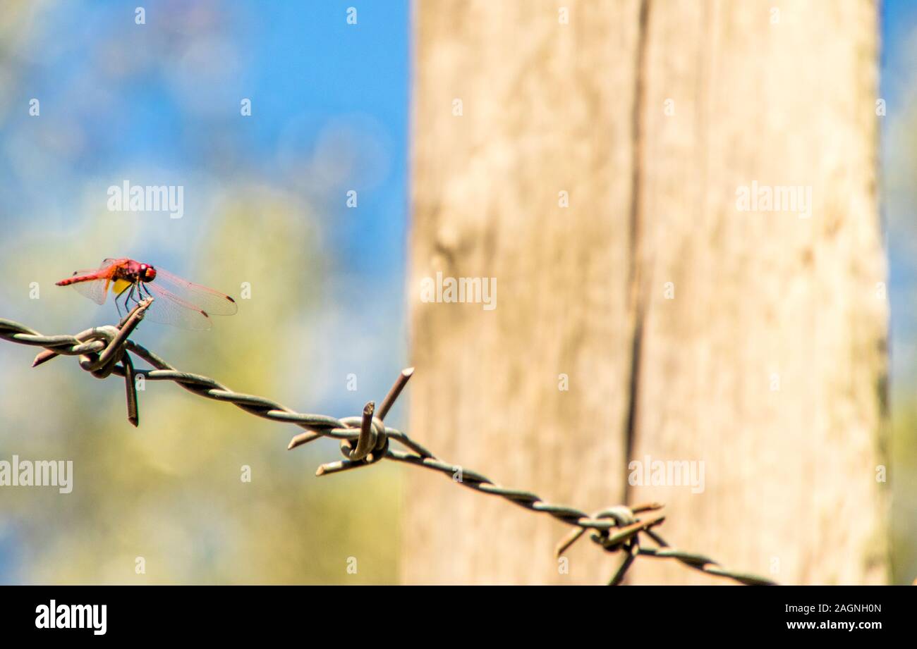 A beautiful Red Dragonfly sitting on a strip of barbed wire Stock Photo ...