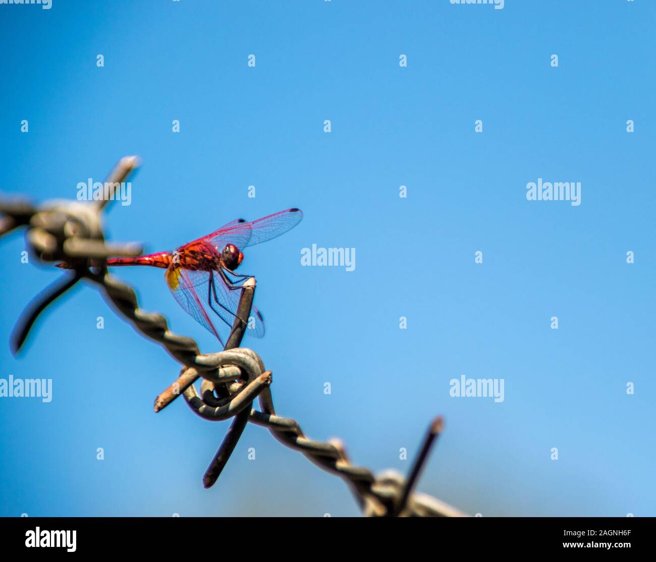 A beautiful Red Dragonfly sitting on a strip of barbed wire Stock Photo ...