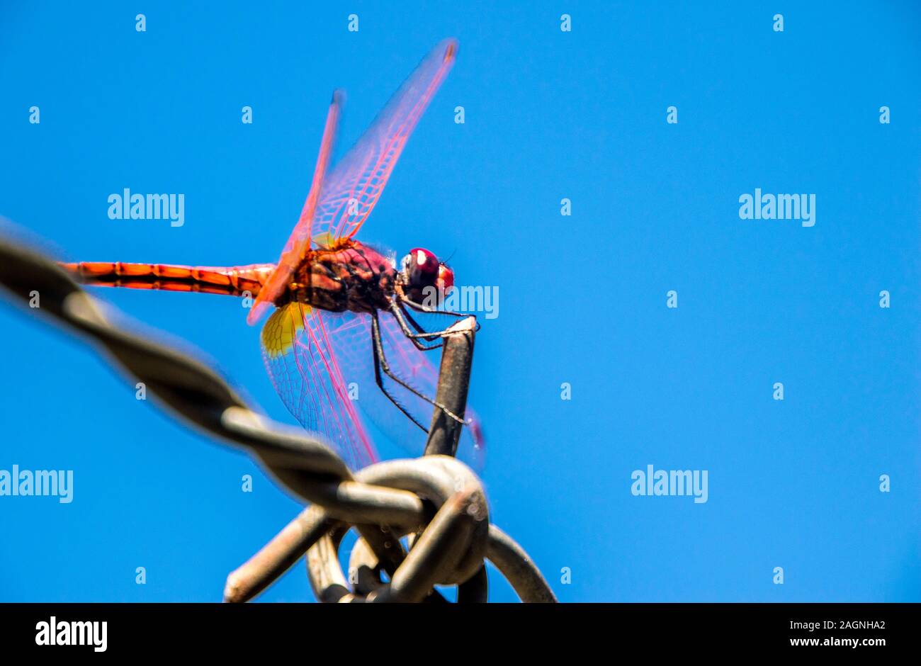 A beautiful Red Dragonfly sitting on a strip of barbed wire Stock Photo ...