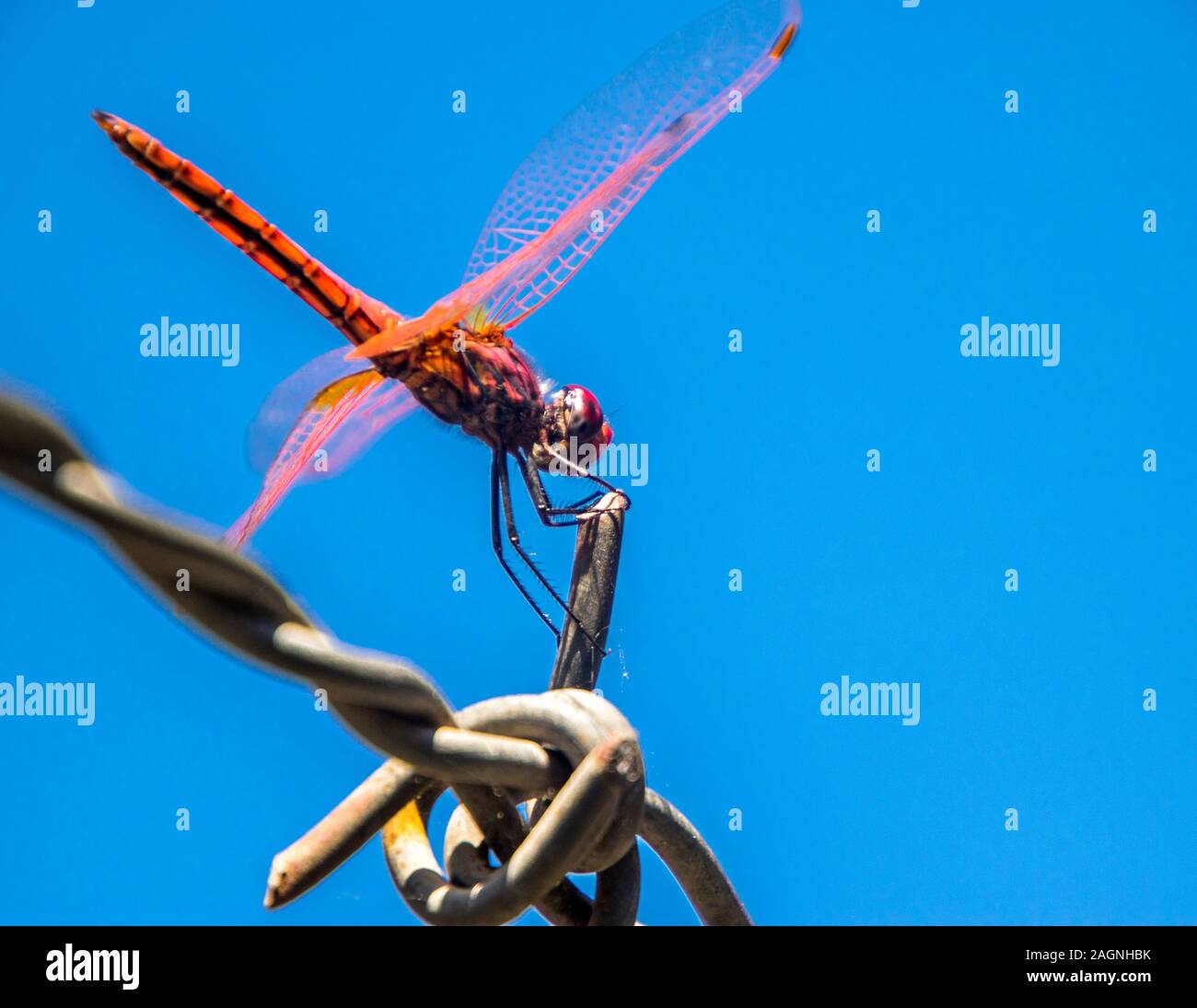 A beautiful Red Dragonfly sitting on a strip of barbed wire Stock Photo ...