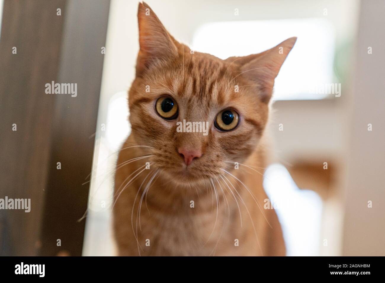 OJ the Kitty on X: New #pfp #Kitty #cute #kitten #tabby