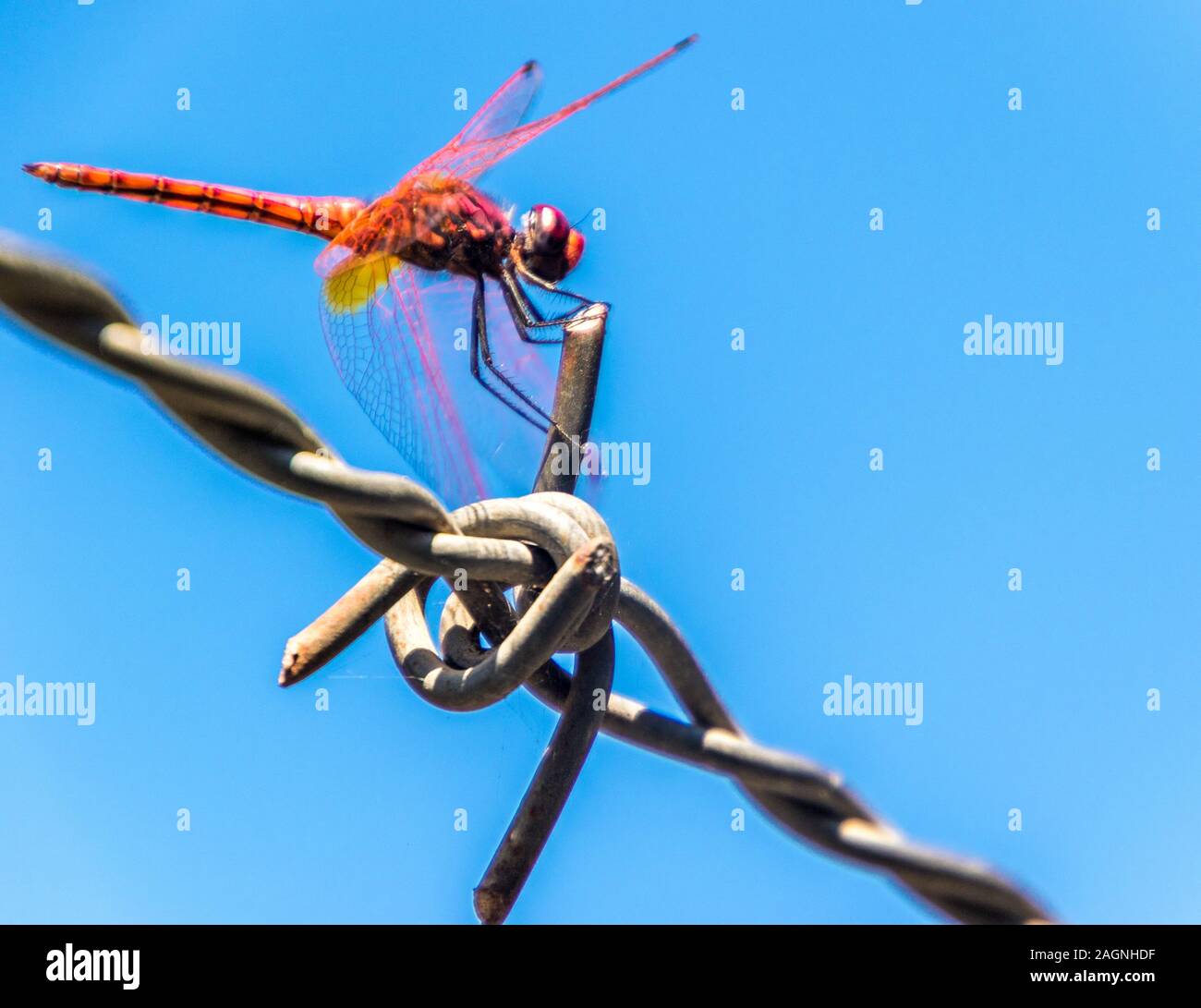 A beautiful Red Dragonfly sitting on a strip of barbed wire Stock Photo ...