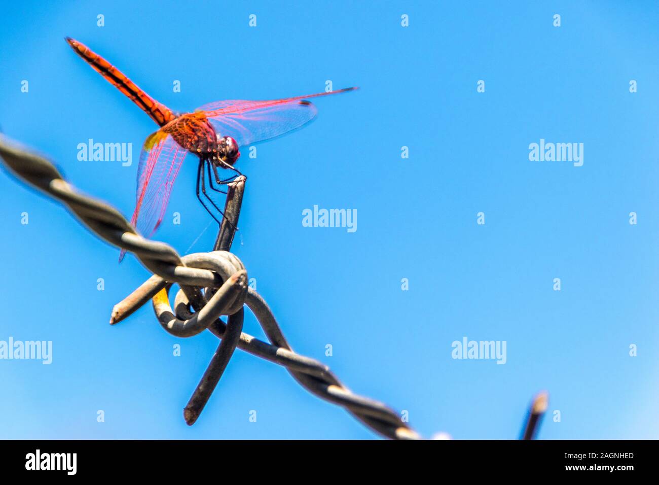 A beautiful Red Dragonfly sitting on a strip of barbed wire Stock Photo ...
