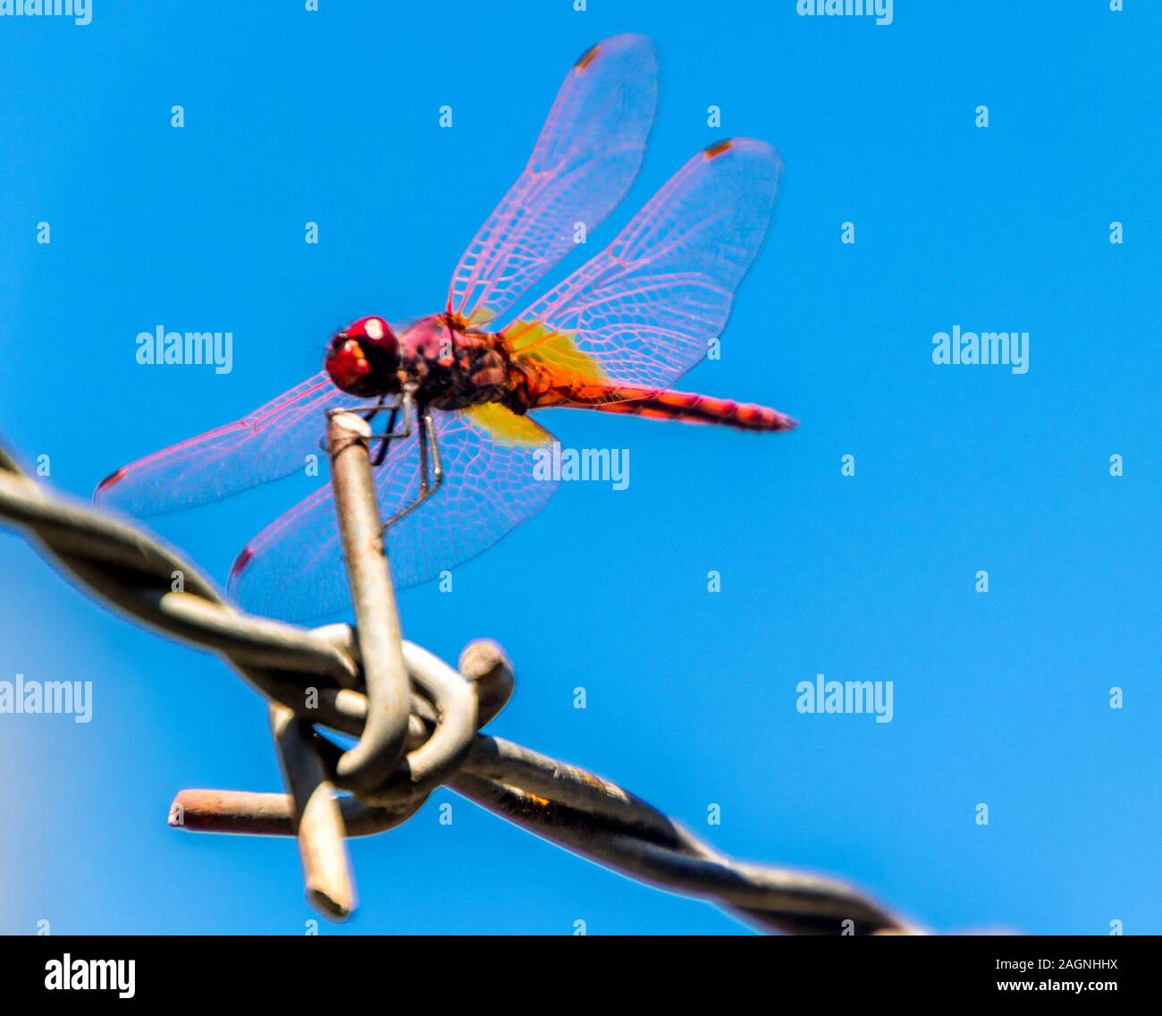 A beautiful Red Dragonfly sitting on a strip of barbed wire Stock Photo ...