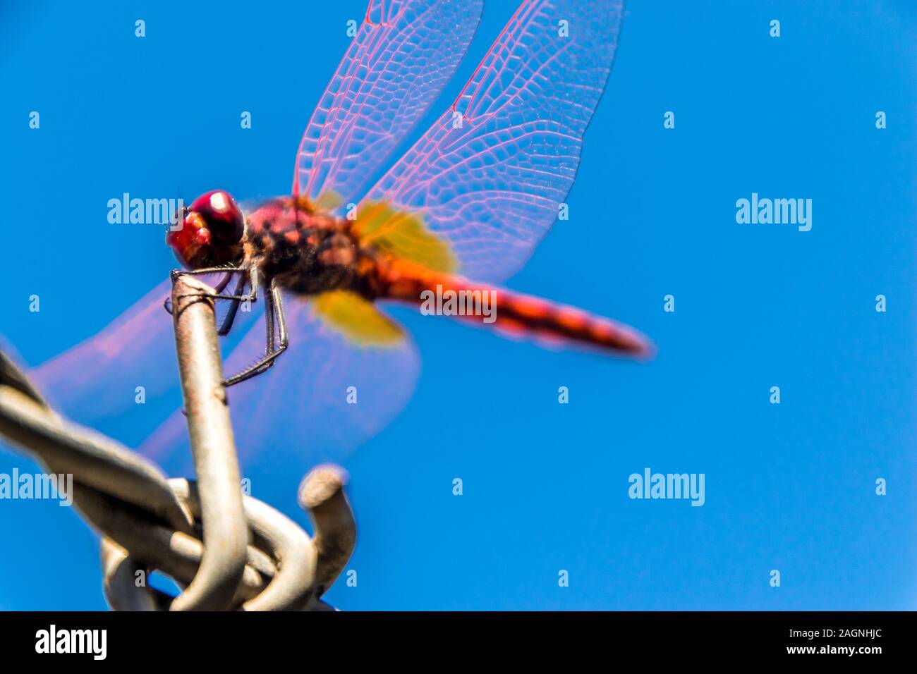 A beautiful Red Dragonfly sitting on a strip of barbed wire Stock Photo ...