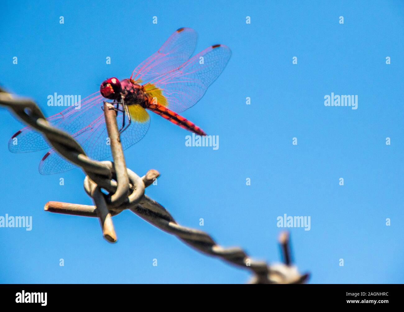 A beautiful Red Dragonfly sitting on a strip of barbed wire Stock Photo ...