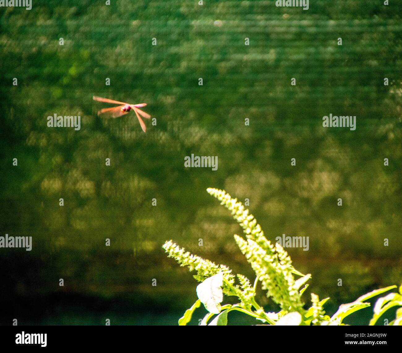 A beautiful Red Dragonfly flying around to find it's next landing spot. Stock Photo
