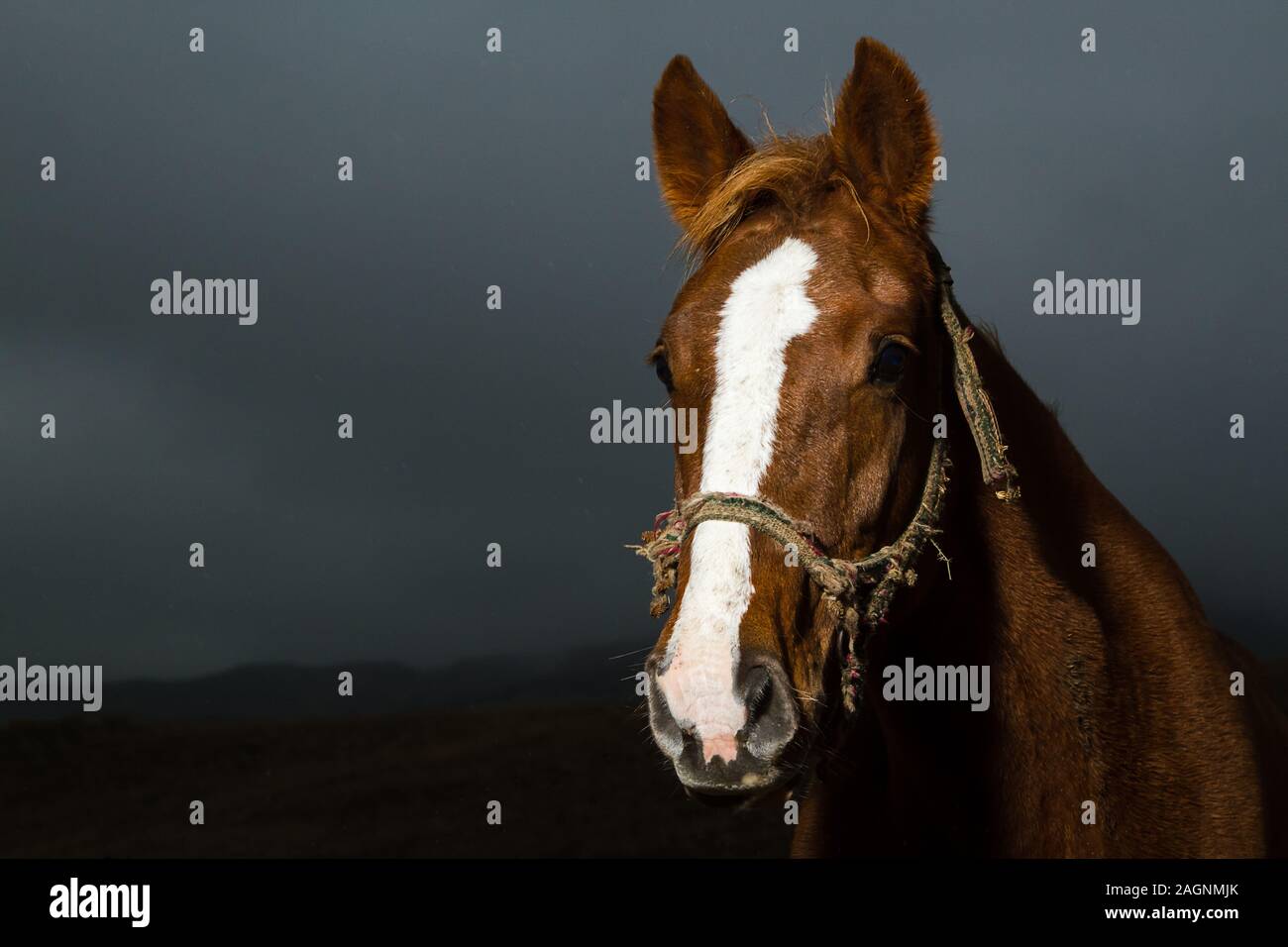 Brown horse against a cloudy dawn Juicy colors and bright lighting Stock Photo