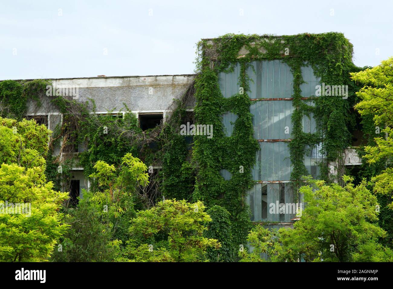 Abandoned building overgrown with trees and creep ivy Stock Photo