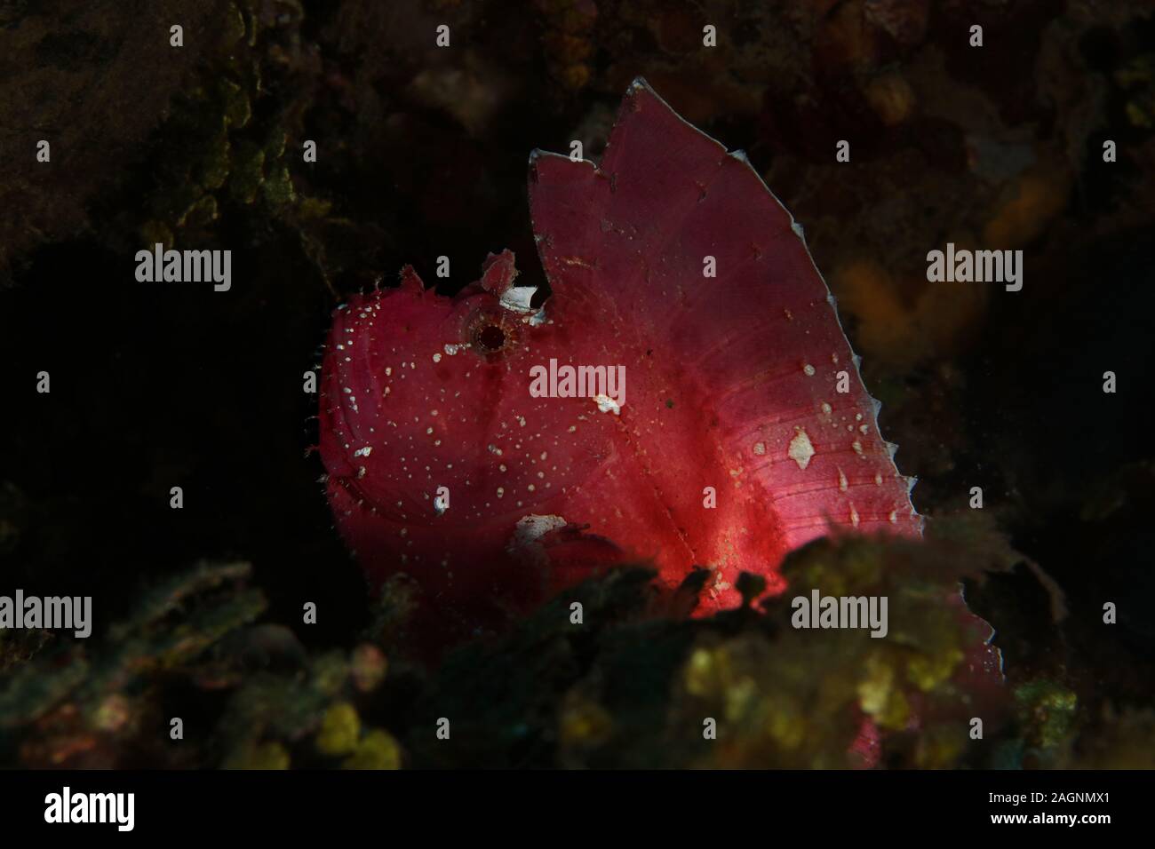 Pink leaf scorpionfish  (Taenianotus triacanthus) in Ambon, Indonesia Stock Photo