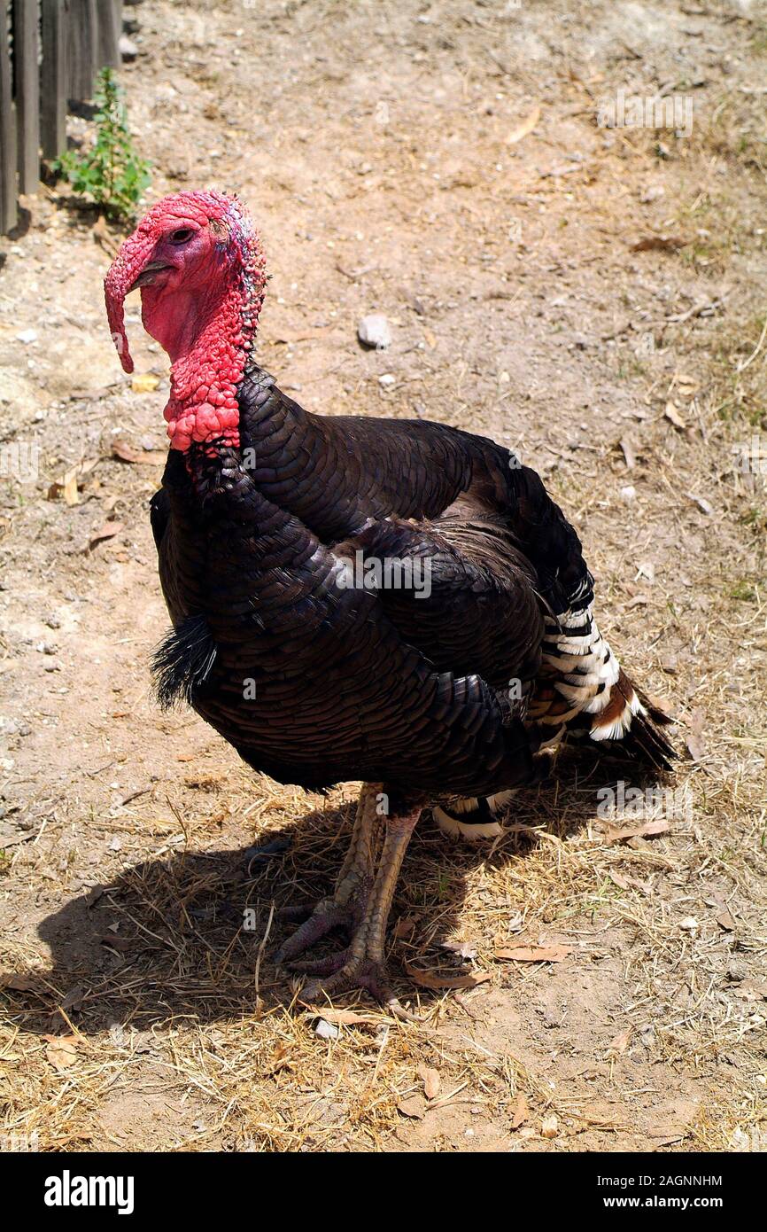 Australia, Turkey bird Stock Photo Alamy