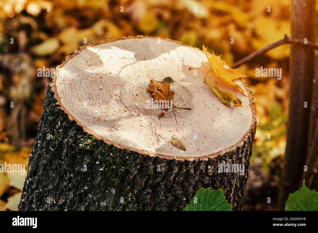 Chain saw tree amazon hi-res stock photography and images - Alamy