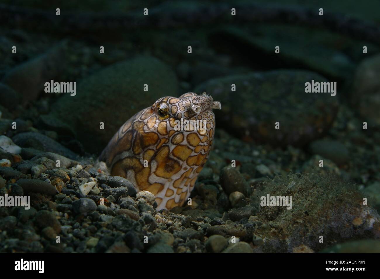 Napoleon snake ell (Ophichthus bonaparti) in Ambon bay, Indonesia Stock Photo