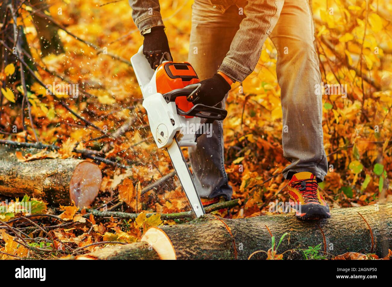 Close up of lumberjack cutting old wood with chainsaw. Stock Photo