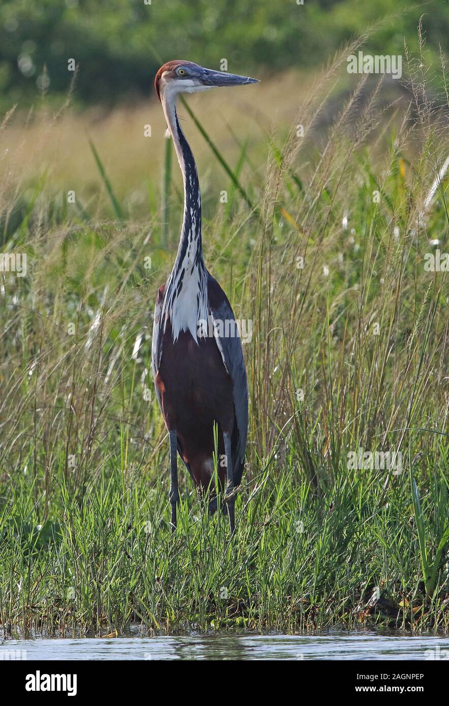 Goliath Heron (Ardea goliath) adult standing by river Murchison Falls ...
