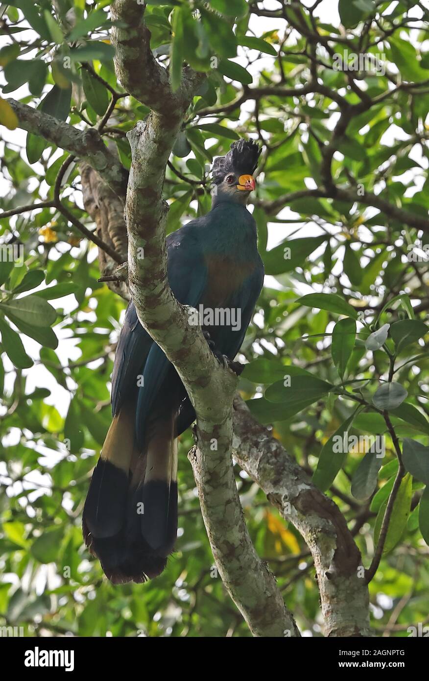 Great Blue Turaco (Corythaeola cristata) adult perched on branch  Kibale Forest National Park, Uganda       November Stock Photo