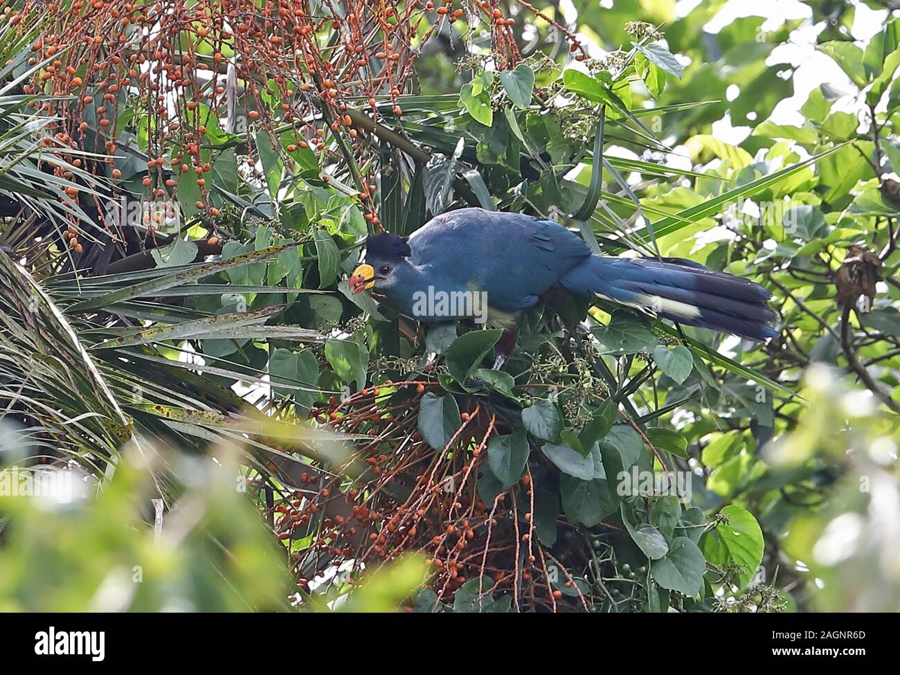 Great Blue Turaco (Corythaeola cristata) adult feeding in fruiting tree  Kibale Forest National Park, Uganda       November Stock Photo