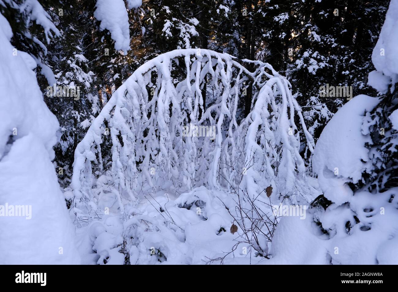 snowy spruce forest landscape in tonya trabzon turkey Stock Photo