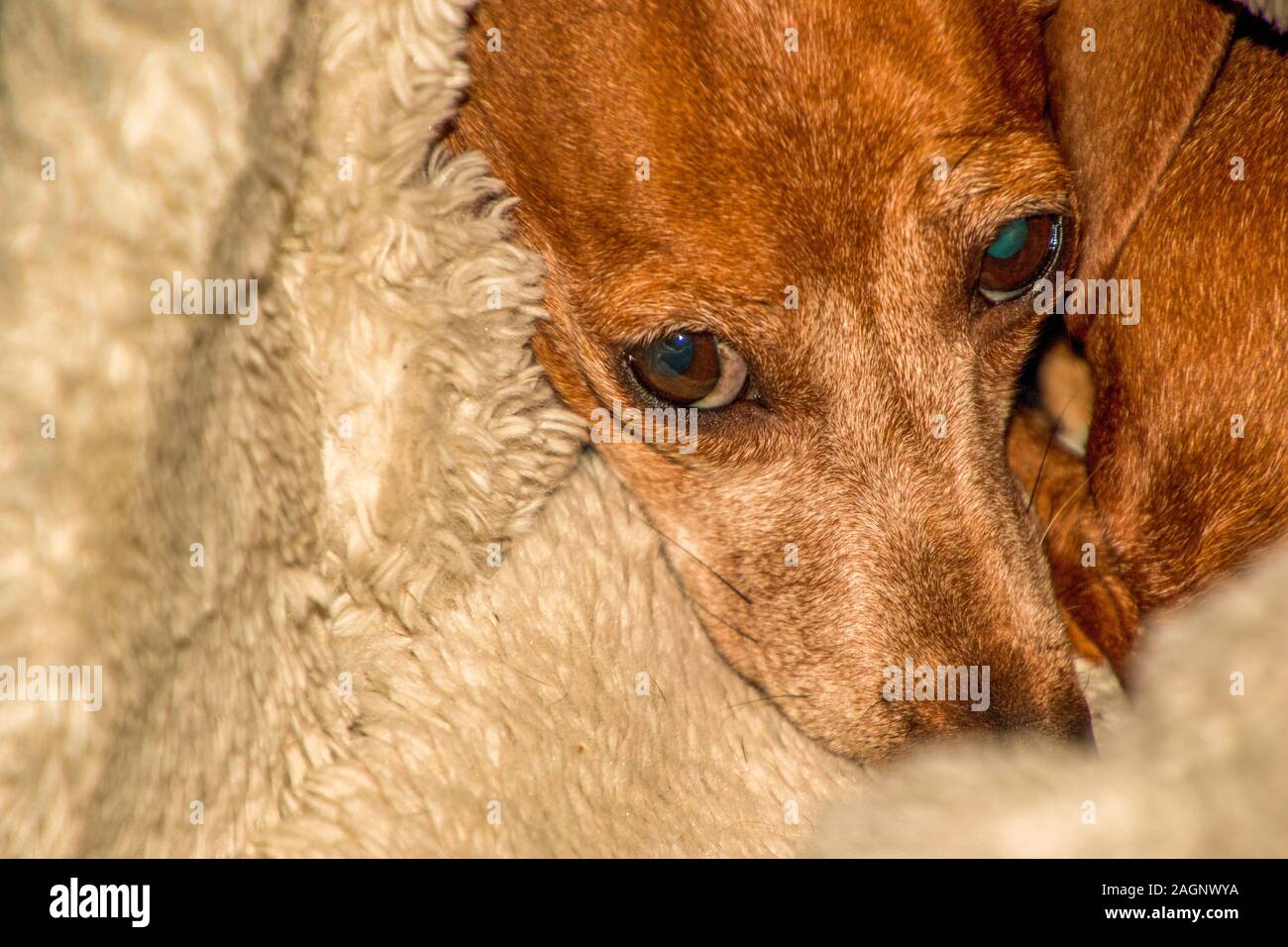 dachshund snuggle sack